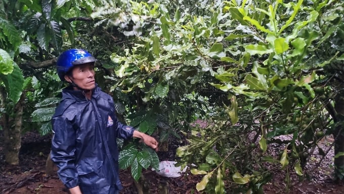 Vườn mắc ca trồng xen cà phê của gia đình ông Thiều Viết Đoàn (thôn Thống Nhất, xã Sơn Lang, huyện Kbang) hàng năm thu hoạch từ 3,5 - 4 tấn quả. Ảnh: Tuấn Anh.