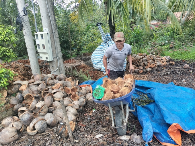 Giá dừa khô được các thương lái mua tại vườn 60.000 đồng/chục. Ảnh: Kiều Nhi.