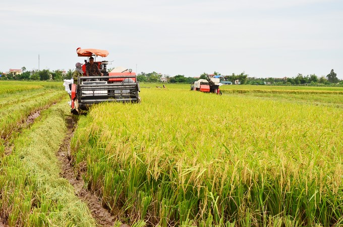 Large field in Thai Binh province. Photo: Duong Dinh Tuong.