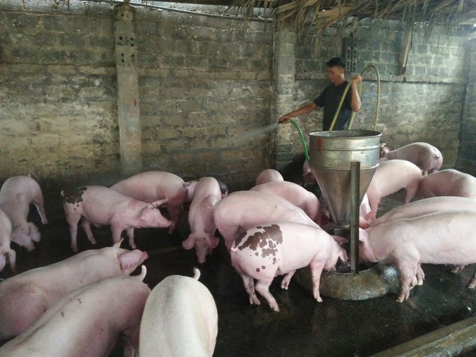 Xử lý nước thải chăn nuôi từng là bài toán hóc búa dành cho các trang trại, nhất là các trang trại nhỏ đang chiếm đa số trong ngành chăn nuôi Việt Nam. 