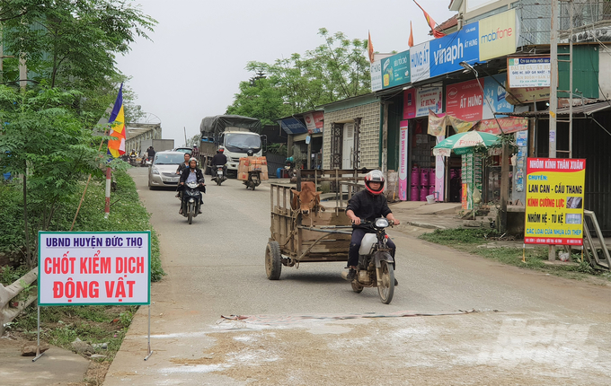 Lực lượng thú y cấp xã không có chuyên môn, kiêm nhiệm cũng tác động tiêu cực đến hiệu quả công tác tiêm phòng và phòng chống dịch bệnh trên đàn vật nuôi. Ảnh: Thanh Nga.