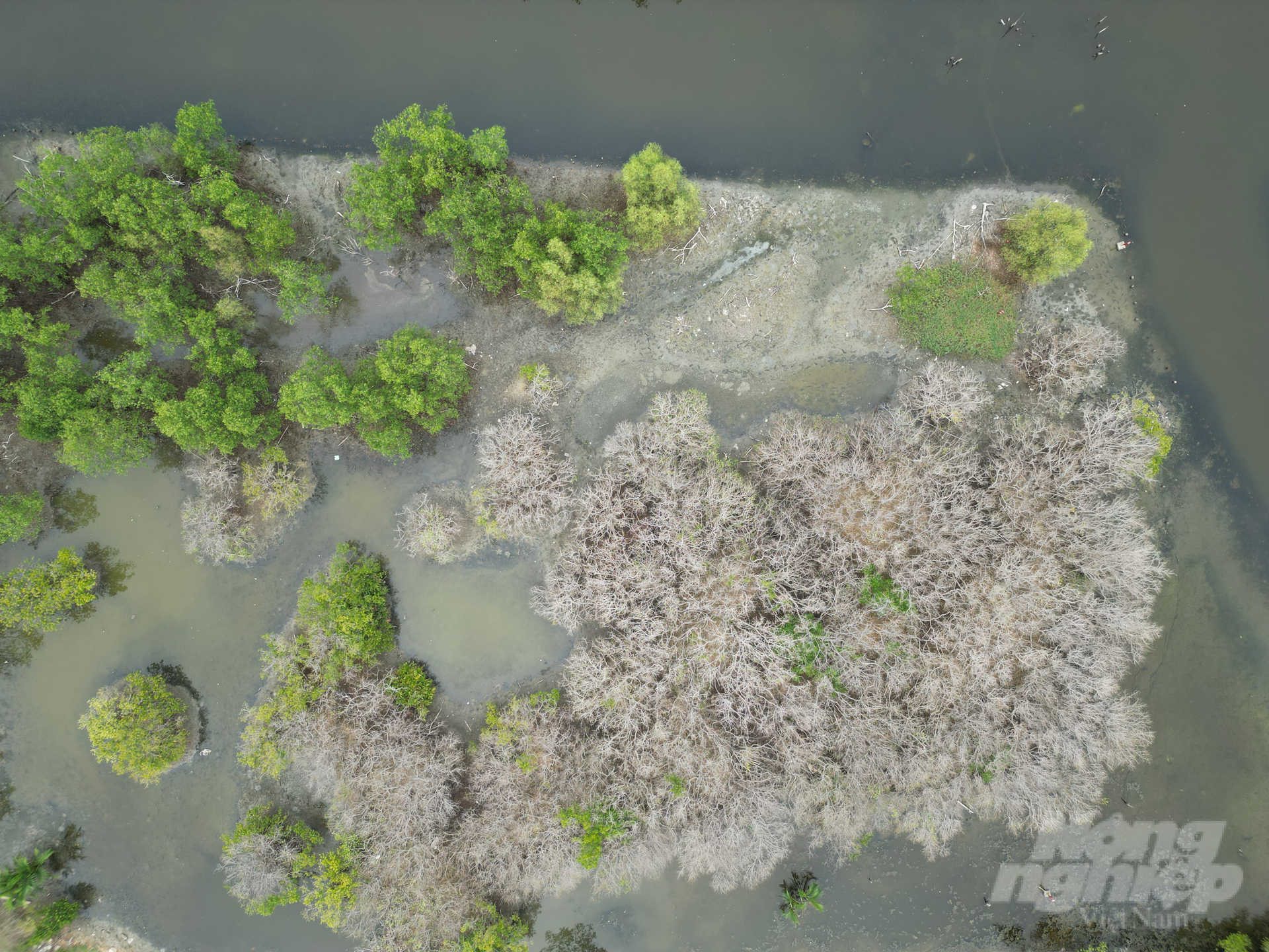 Trước đây, khu rừng ngập mặn Rú Chá có tổng diện tích khoảng 5ha. Từ năm 2015 đến nay tại xã Hương Phong đã trồng thêm 19ha rừng các loại cây đước đôi, cây bần chua, cây dừa nước.