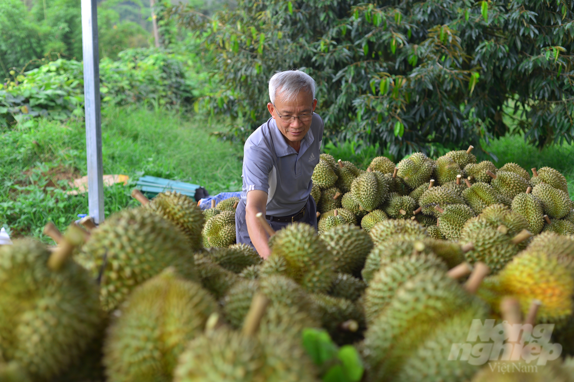 Da Huoai District has about 6,000 hectares of durian, of which the durian industrial area is over 3.5,000 hectares, the production is estimated at 40,000 tons.  Photo: Minh Hau.