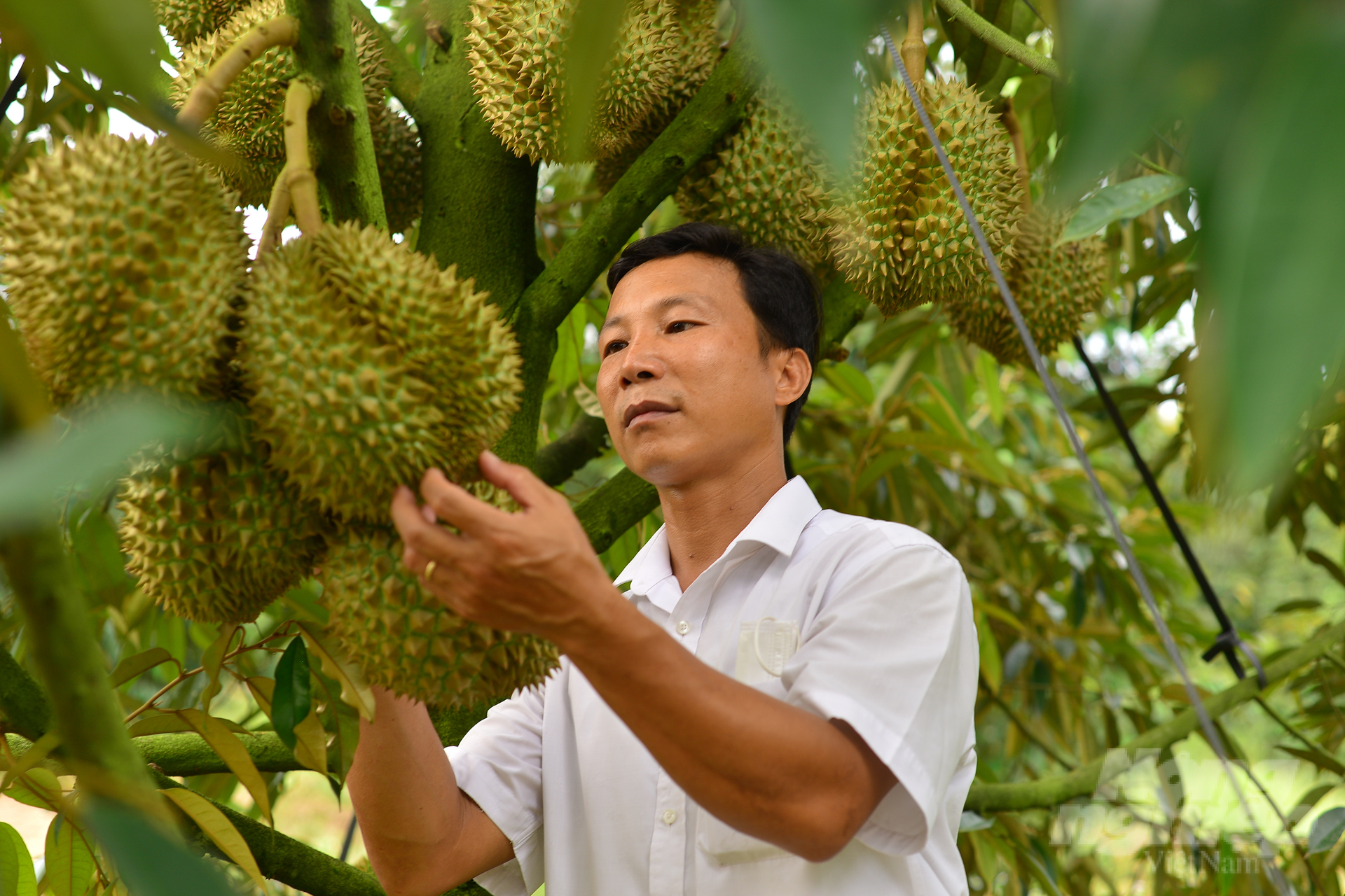 Mùa sầu riêng năm 2023, nông dân huyện Đạ Huoai phấn khởi vì được mùa, được giá. Ảnh: Minh Hậu.