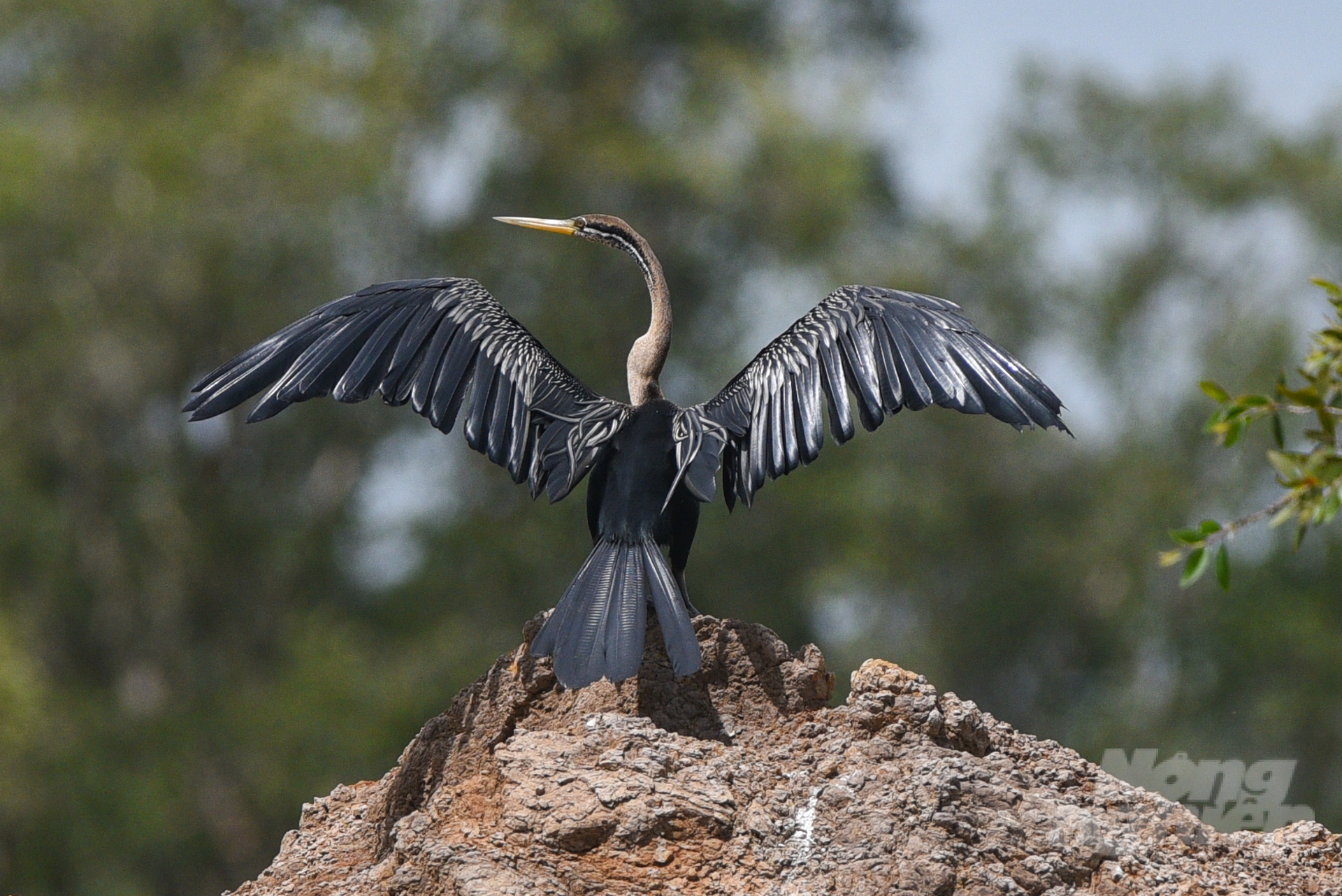 Bắt được chim cổ rắn cực kì quý hiếm tại TPHCM - Báo Tây Ninh Online