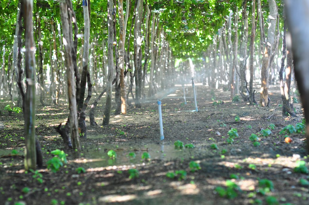 In addition to active crop conversion, Ninh Thuan province has recently applied water-saving irrigation to effectively utilize water sources. Photo: MH