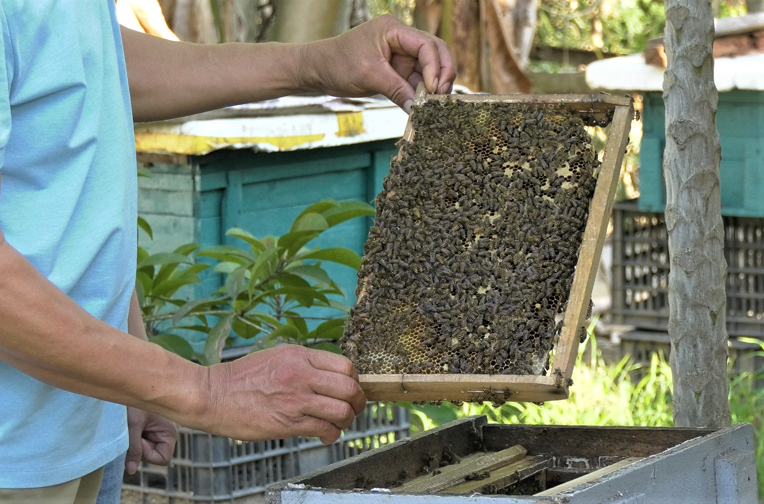 Mangrove beekeeping has high economic value. Photo: Dinh Muoi.