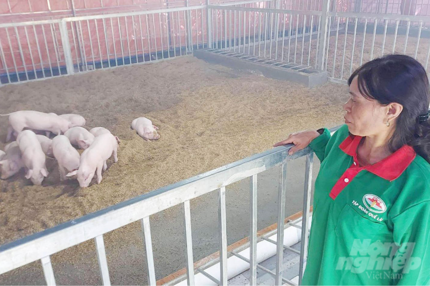 Nông dân huyện A Lưới nuôi lợn an toàn sinh học theo hướng hữu cơ liên kết với Tập đoàn Quế Lâm. Ảnh: Công Điền.