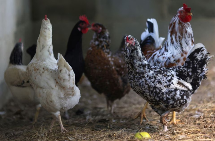 Chickens walk inside a coop at a private poultry farming at a ranch in Rio de Janeiro, Brazil June 2, 2023. Photo: REUTERS/Ricardo Moraes