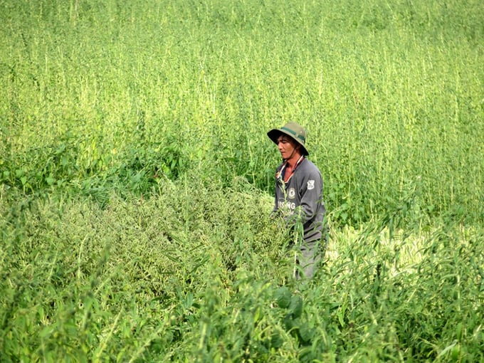 Không chỉ ở Nghệ An, vừng là sự lựa chọn rất tốt cho các địa phương khó khăn về nước tưới. 