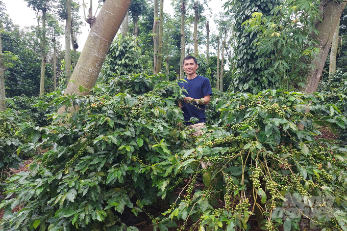 Pun Coffee is one of the leading enterprises in implementing agroforestry coffee cultivation. Photo: Vo Dung.