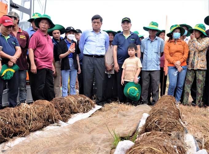 Deputy Minister of Agriculture and Rural Development Tran Thanh Nam, Dr. Cao Duc Phat, Chairman of the Board of Directors of IRRI, and delegates visited a straw mushroom growing model in Hau Giang. Photo: Trung Chanh.