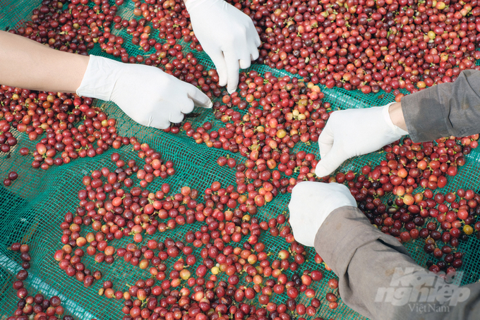 Agroforestry coffee reduces damage to forests, opening the opportunity for Vietnamese coffee products to reach the global market. Photo: Vo Dung.