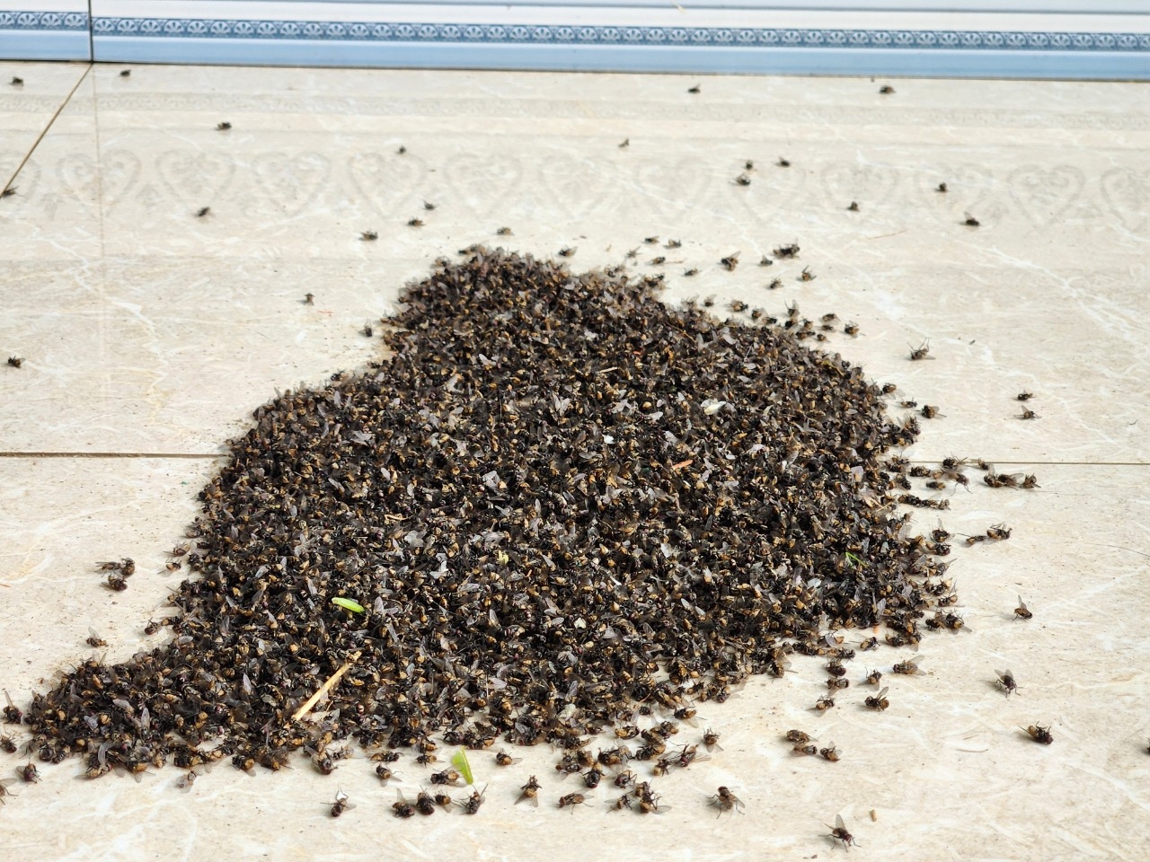 Mỗi ngày, các hộ dân thôn Đồng Hội xử lý khoảng 2 - 3kg ruồi. Ảnh: Quốc Toản.