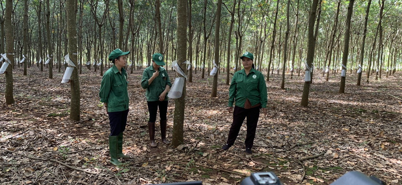 Rơ Lan Beng (bên phải) trong vườn cao su.