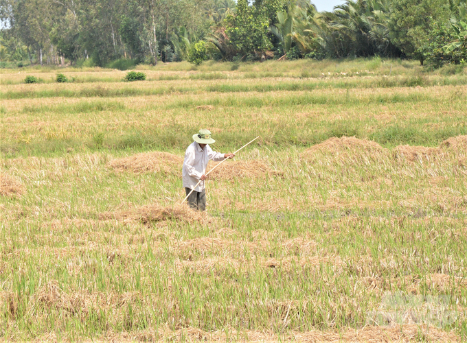 There is no effective solution for managing, collecting and transporting straw plus farmers' practice of burning straw to clean their fields has caused tens of millions of tons of straw to be wasted in the Mekong Delta every year. Photo: Trung Chanh.