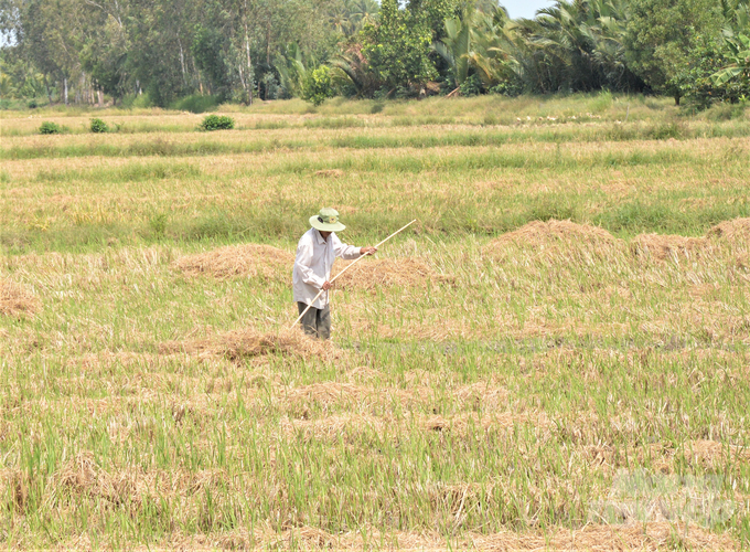 Chưa có giải pháp quản lý, thu gom, vận chuyển rơm hiệu quả và tập quán đốt rơm rạ để vệ sinh đồng ruộng của nông dân đã gây lãng phí hàng chục triệu tấn rơm rạ ở ĐBSCL mỗi năm. Ảnh: Trung Chánh.