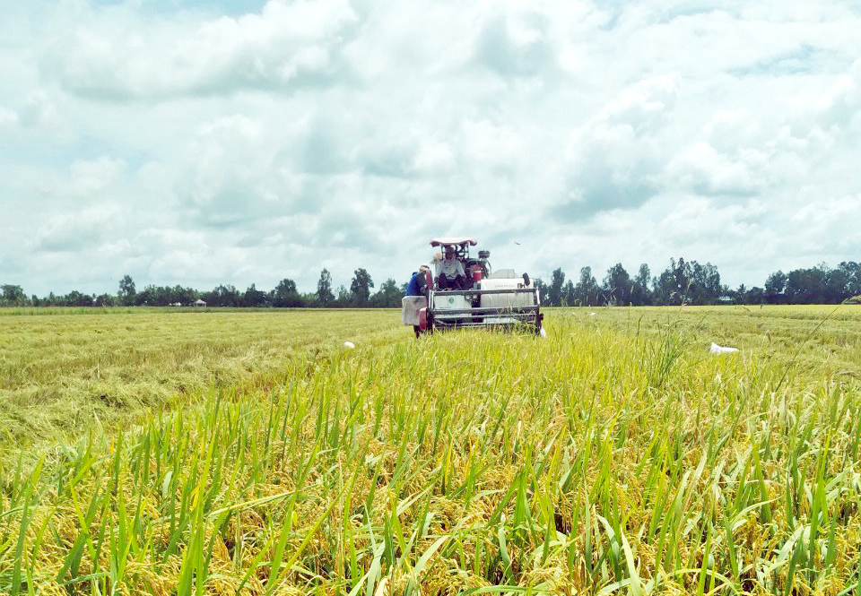 Rice harvesting in Long An province. Photo: Son Trang.