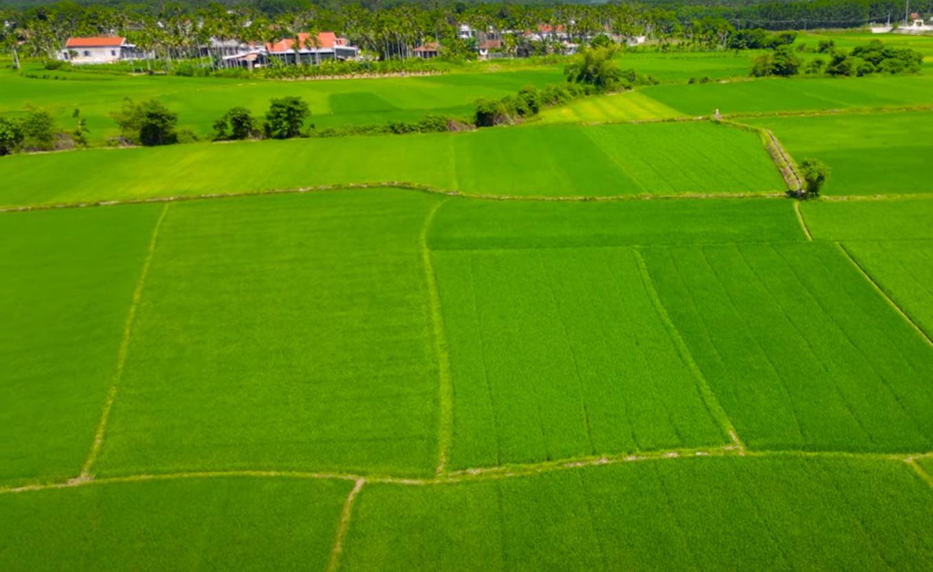 A rice field in An Giang province. Photo: Nguyen Thuy.