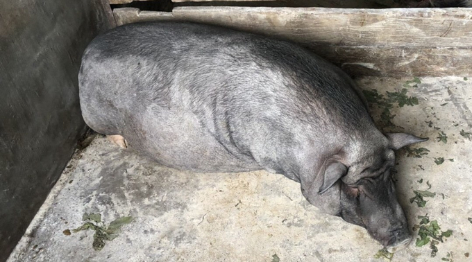 Gần 1.600 con lợn phải tiêu hủy do dịch tả lợn châu Phi. Ảnh: Nguyễn Thành.