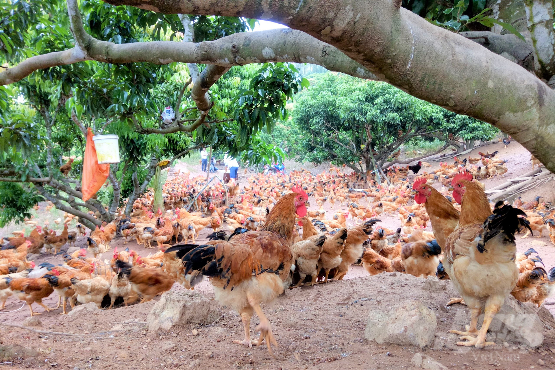 Gà đồi Yên Thế, thương hiệu nổi của tỉnh Bắc Giang. Ảnh: Toán Nguyễn.