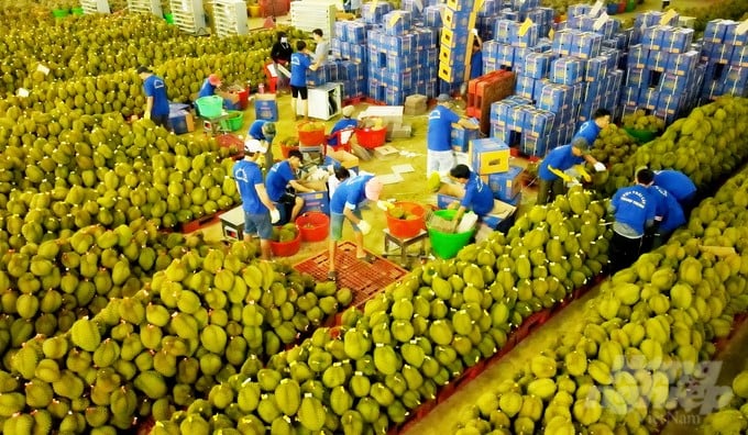 Exporting durian in particular and fruit in general to the Chinese market holds a very important position, so it is necessary to strictly comply with export requirements. Photo: MH.