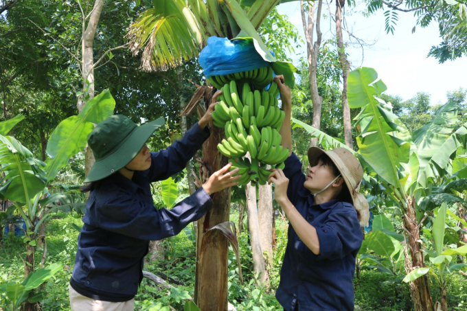 Khanh Hoa aims to have more than 80% of rice, vegetable and fruit trees treated with IPHM by 2030.  Photo: KS.