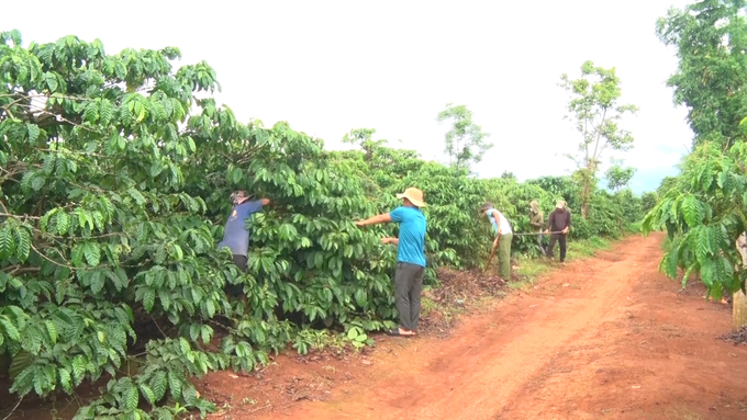 Community fundraising coffee garden in Dok Rong village. Photo: Dang Lam.