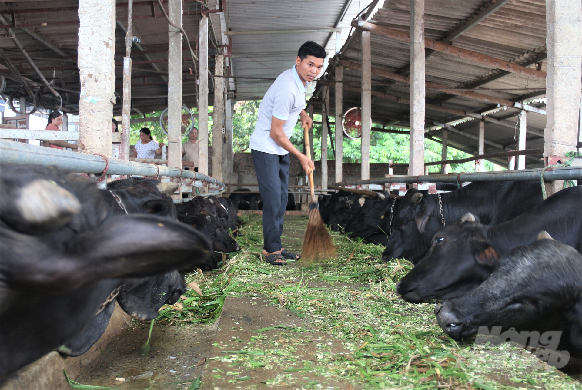 Thời gian qua, ngành chăn nuôi Thái Nguyên được phát triển theo hướng tích cực. Ảnh: Phạm Hiếu.
