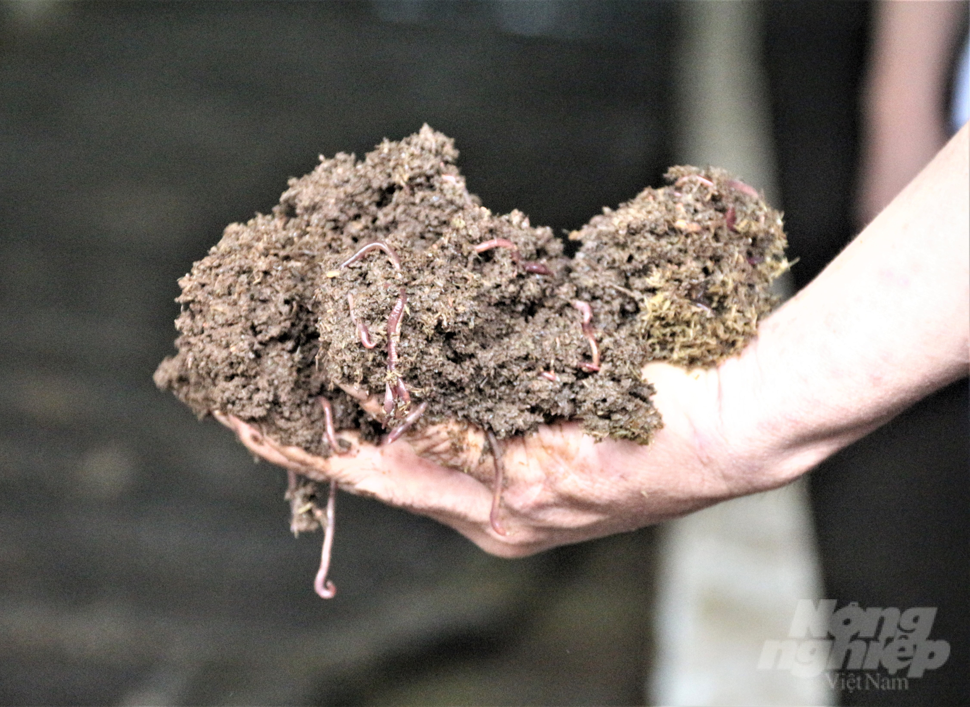 Phân bò sẽ được dùng để nuôi trùn quế làm phân bón hữu cơ. Ảnh: Phạm Hiếu