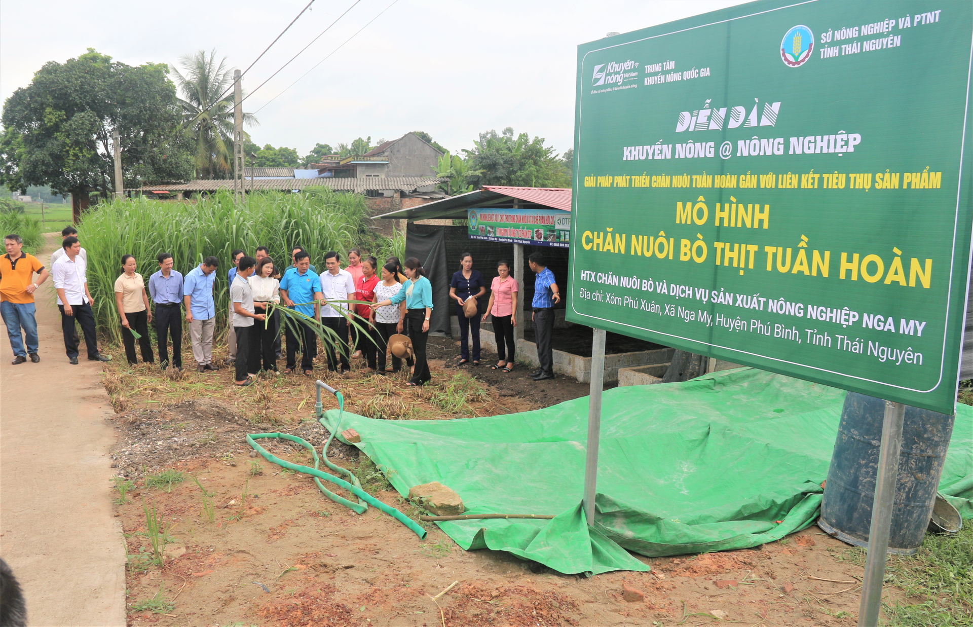 Các đại biểu tham quan mô hình chăn nuôi bò thịt tuần hoàn. Ảnh: Phạm Hiếu.