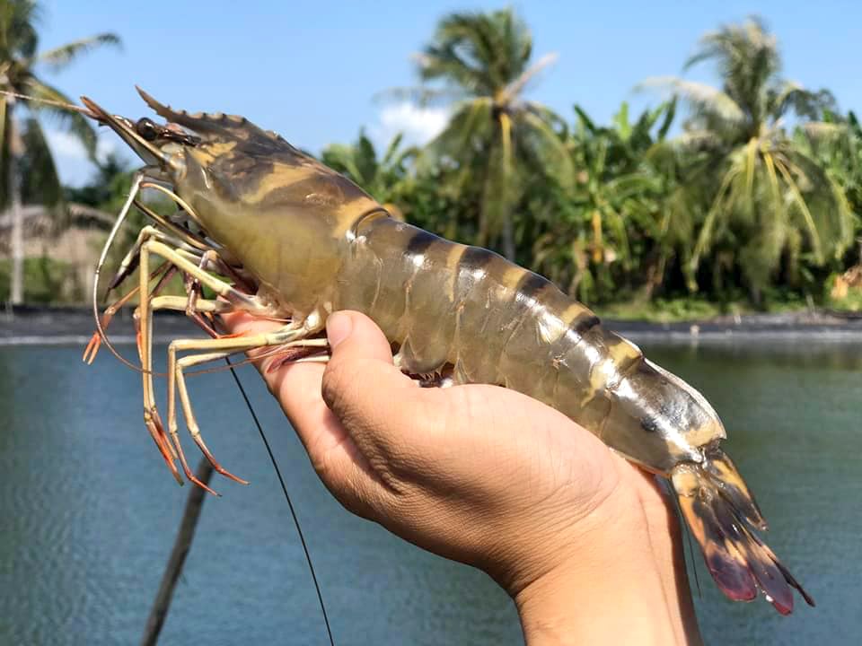 Vietnamese black tiger shrimp has a competitive edge in the European market. Photo: Thanh Son.