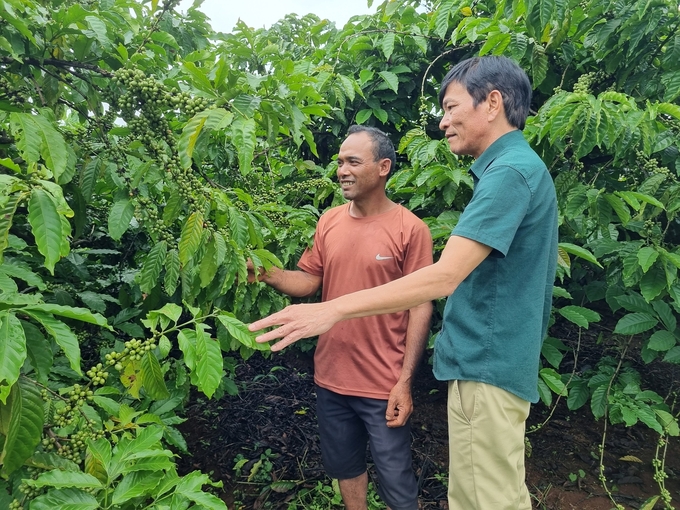 People are happy to take care of community coffee gardens. Photo: Dang Lam.