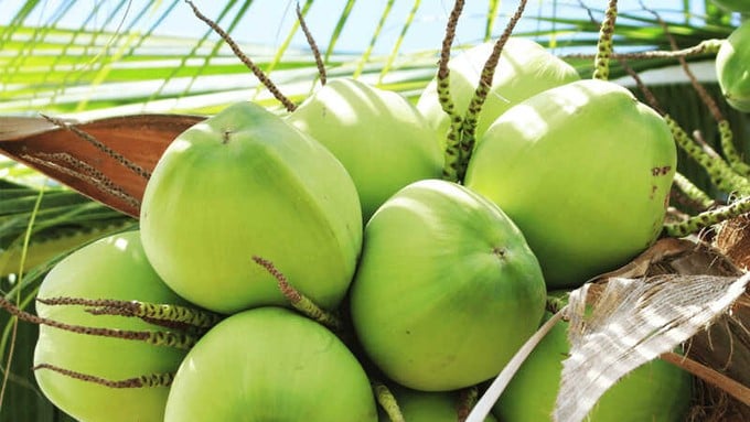 Vietnam's fresh coconut is facing many opportunities for official-quota exports to the Chinese market.