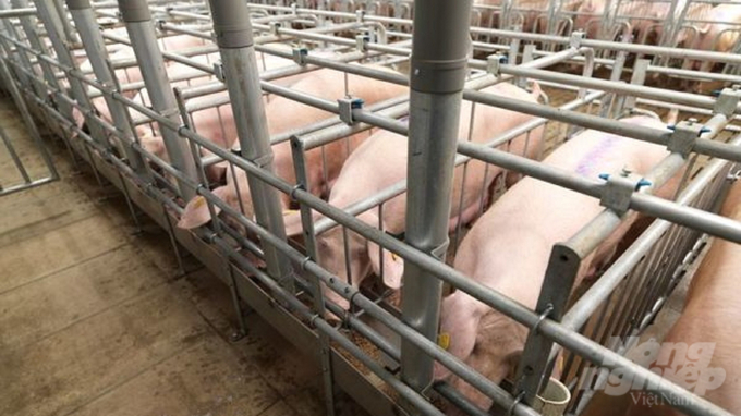 Việt Nam luôn nằm trong top 10 quốc gia nuôi lợn nhiều nhất thế giới, nhưng gặp khó trong xuất khẩu do nhiều yếu tố. Ảnh: Hoàng Anh.