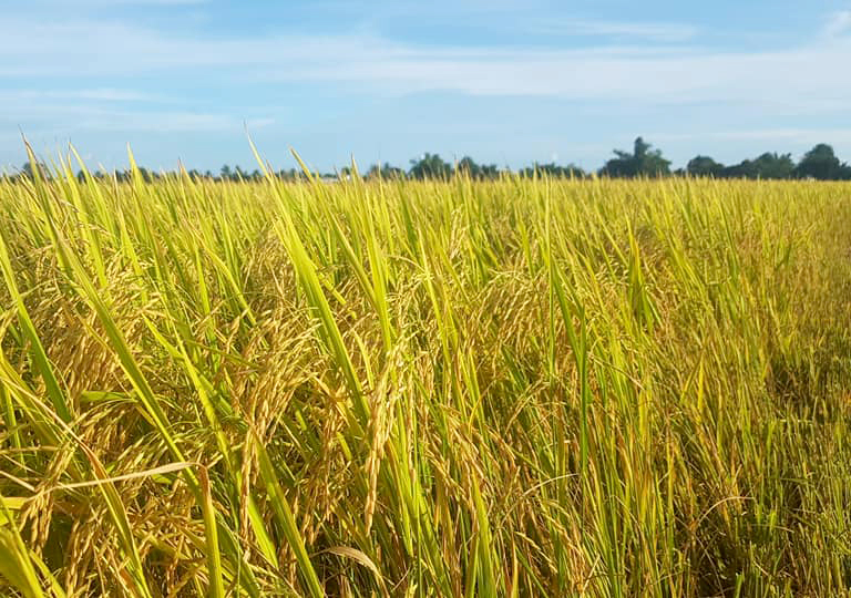 Ripe rice from the 2023 summer - autumn crop. Photo: Son Trang.