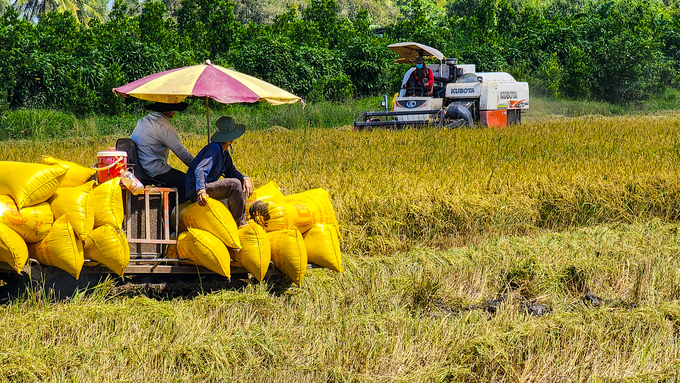 Trong khuôn khổ Dự án VnSAT, hơn 262.000 nông dân trồng lúa ở 8 tỉnh, thành vùng ĐBSCL được hỗ trợ áp dụng kỹ thuật 1 phải 5 giảm. Ảnh: Kim Anh.
