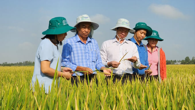 1P5G becomes one of the advanced farming techniques in the major programs and projects the Ministry of Agriculture and Rural Development and the Mekong Delta localities are aiming for. Photo: Kim Anh.