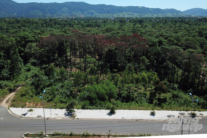 Một khoảnh rừng thông bị chết tại khu vực thị trấn Khe Sanh, huyện Hướng Hóa. Ảnh: VD.