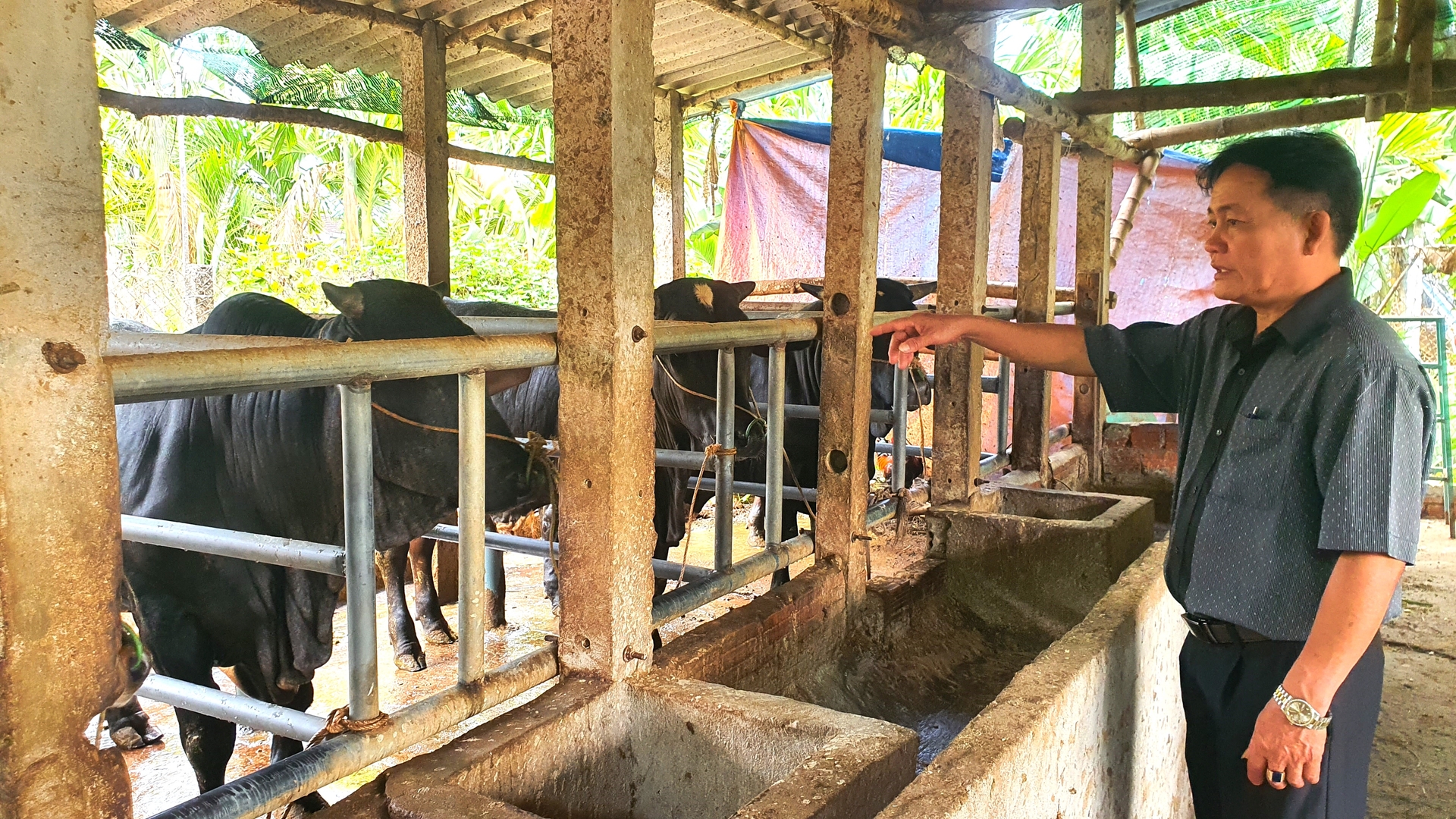 Nhiều hộ nông dân ở Nghĩa Hành nuôi bò vỗ béo cho nguồn thu hàng trăm triệu đồng mỗi năm. Ảnh: L.K.