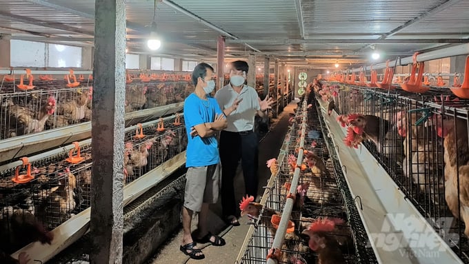 A chicken farm in Bac Giang province. Photo: Toan Nguyen.