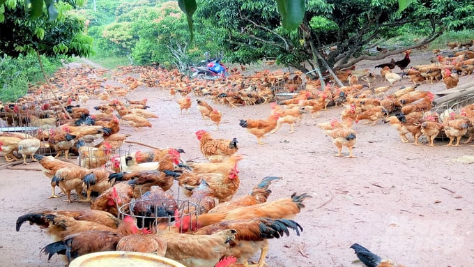 Yen The hill chicken in Bac Giang province. Photo: Toan Nguyen.