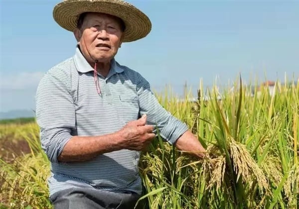 Ông Zhong Zhangmei và ruộng lúa tre của mình.