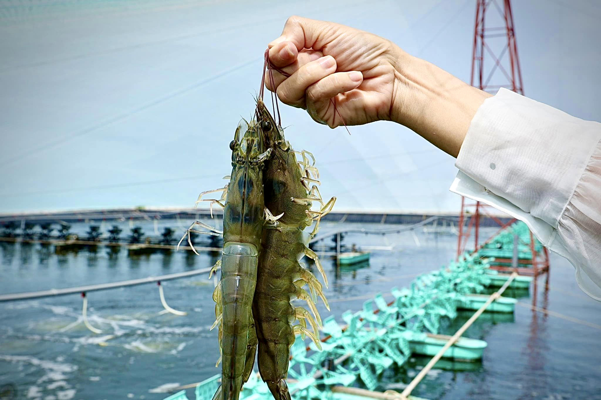 Great expectations for shrimp exports to the Chinese market. Photo: Son Trang.