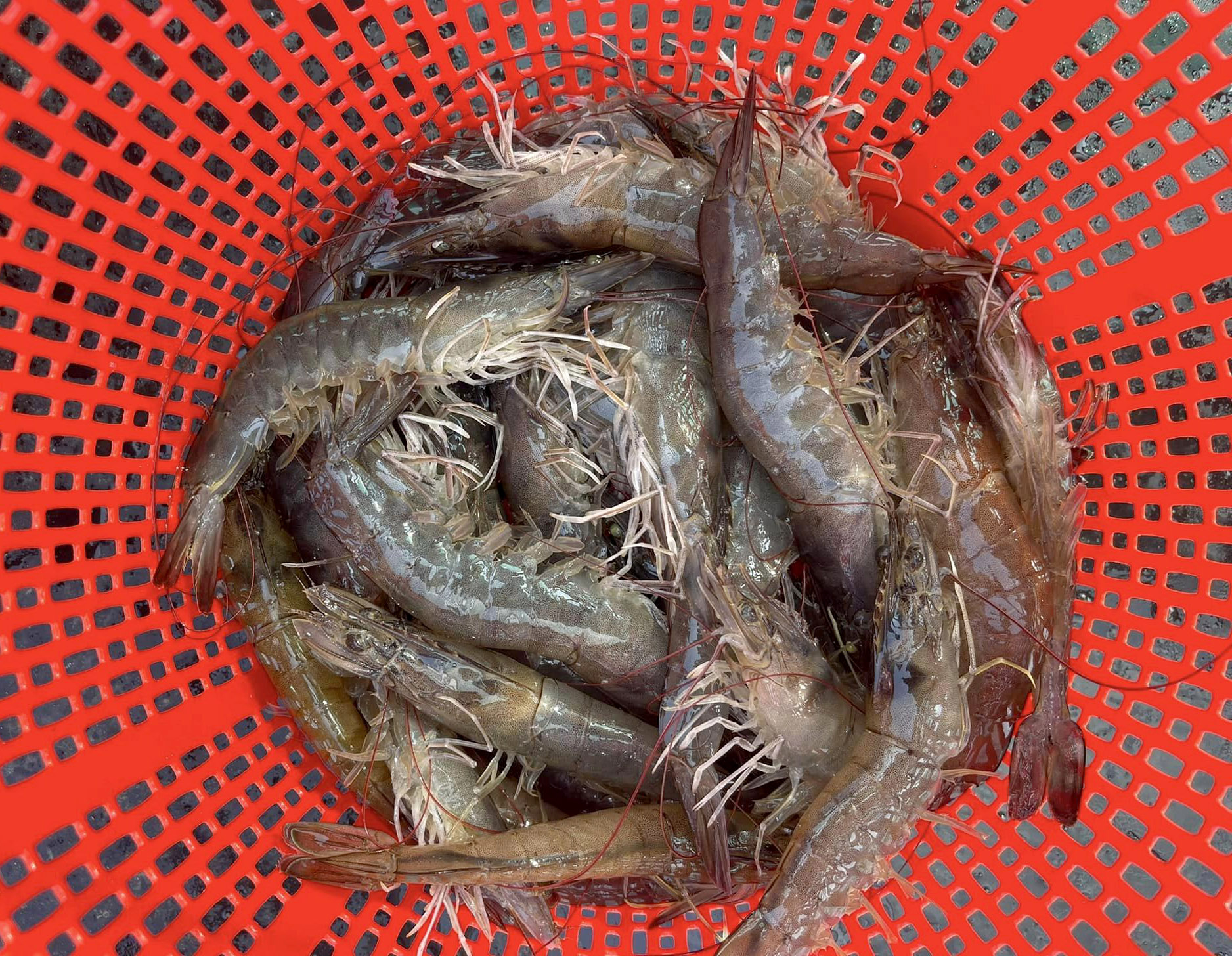 Shrimp prices in the Mekong Delta region are gradually recovering. Photo: Son Trang.