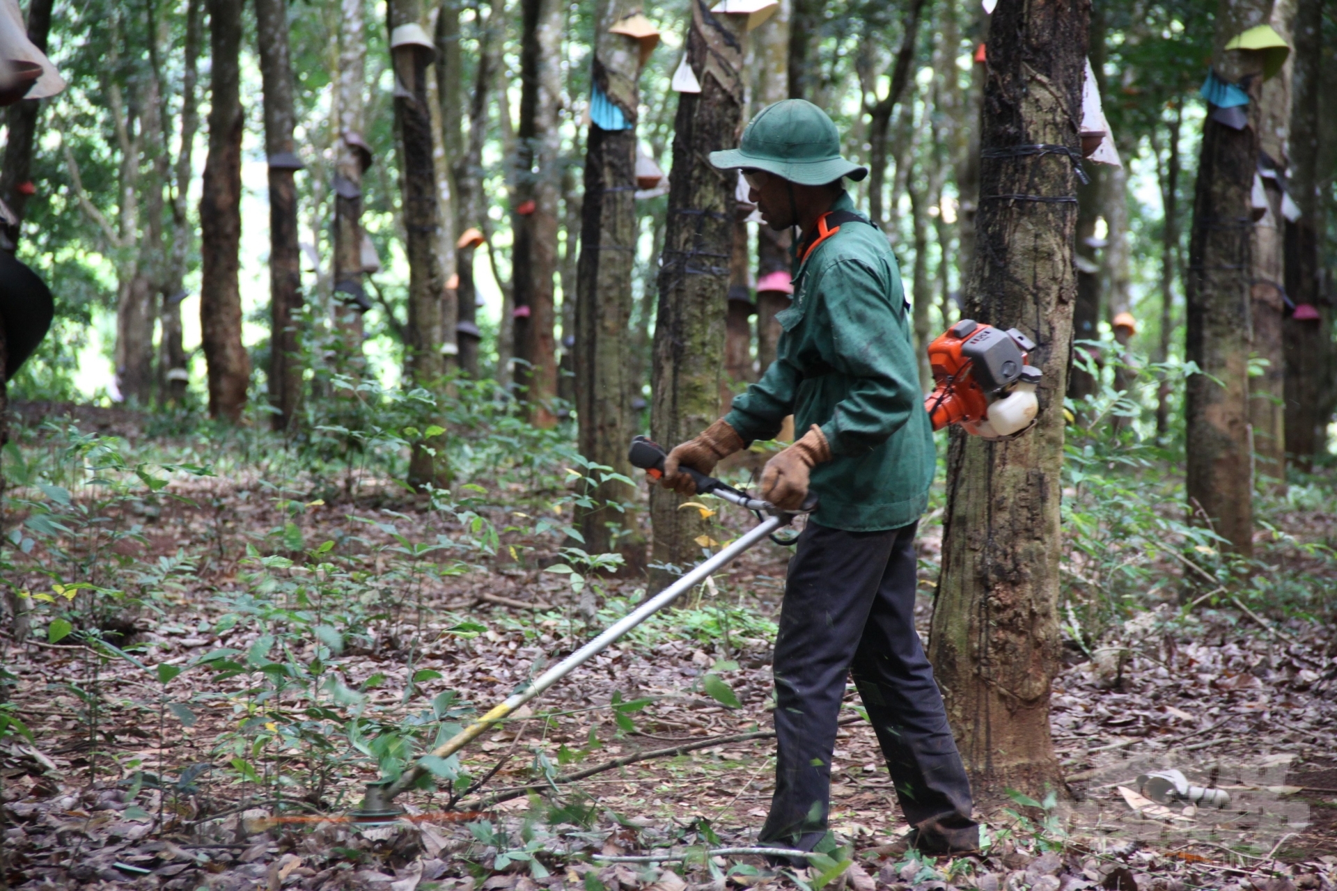 Những người công nhân cao su chăm sóc cây cao su nhận khoán như chăm sóc cây trồng trong vườn nhà mình. Ảnh: Tùng Đinh.