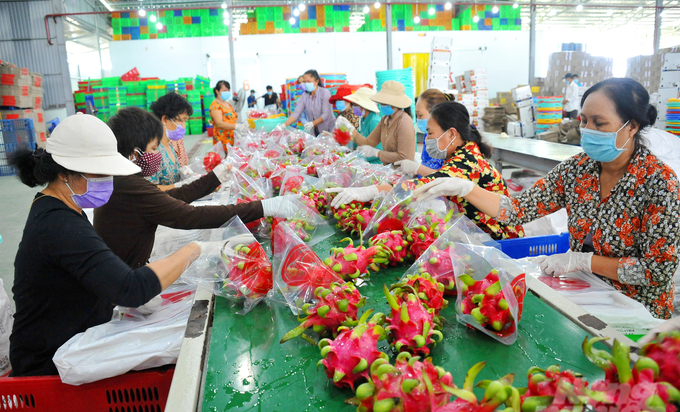 Long An has always identified agriculture as the mainstay of the economy. Photo: Le Hoang Vu.