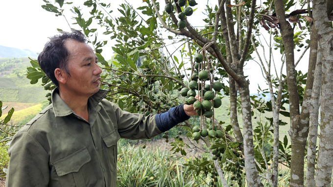 Macadamia trees from farmers in Ban Lau township initially showed effective results.  Photo: Hai Dang.