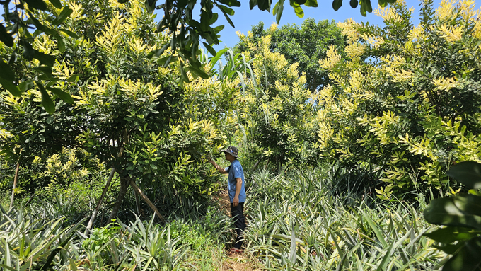 Macadamia trees in the area of ​​Van Hoa Township (Lao Cai City) bear fruit sporadically, the effect is not clear.  Photo: Hai Dang.