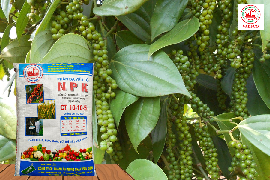 Phân đa yếu tố NPK Văn Điển có 13 loại chất dinh dưỡng, cân đối N - P - K theo nhu cầu từng giai đoạn của cây tiêu.